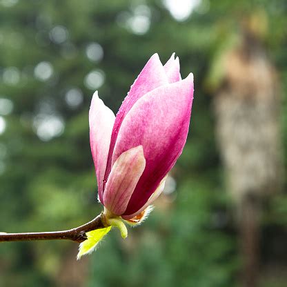 玉蘭花 陰|玉蘭樹在屋門前風水上怎麼樣,在房子前面種玉蘭花樹風水怎麼樣？